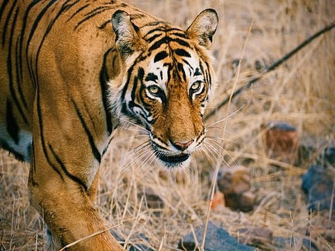 Image of a tigress used for representational purpose only.