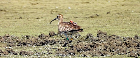 Chhattisgarh gets a rare sighting of GPS-tagged long-distance migratory bird ‘whimbrel’