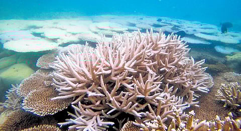 Bleaching threshold temperature for corals is said to be over 30°C