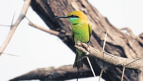 Green bee eater