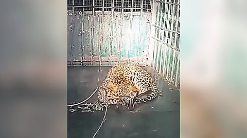 Two of the big cats were caught at Vembaiyapuram on May 17 and 21, and the third at Anavankudiyiruppu on May 22