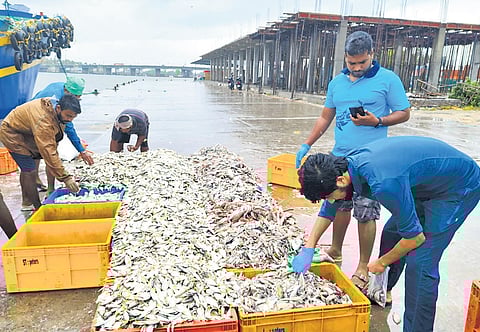 CMFRI team analysing the marine fish landing at Shakthikulangara fishing harbour in Kollam district