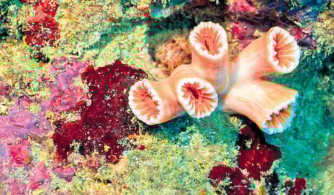 Tubastraea Coccinea Lesson