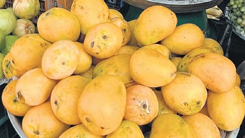 In the meeting on Monday, processing companies said that due to high stockpiles of mango pulp from the previous year, their demand was low.