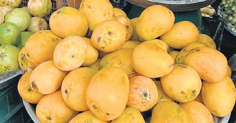 In urban Guntur, a dozen mangoes now cost between Rs 400 and Rs 600, compared to last year’s Rs 250 to Rs 350.