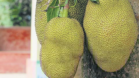 One of the most notable qualities of jackfruit is its natural resistance to pests, which ensures minimal exposure to pesticides and chemicals.