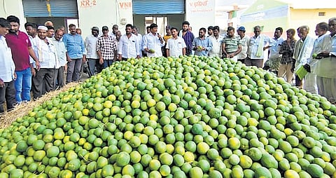 Pulivendula market yard set a record by trading 18,645 tonnes of oranges