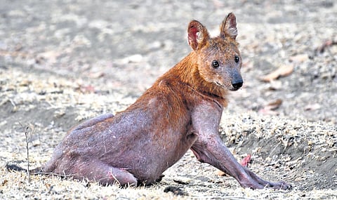 A wild dog inside the Mudumalai Tiger Reserve