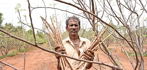 Drumstick farmer KE Varadharaj showing the dried crop at his farm in Paraipatti near Karur