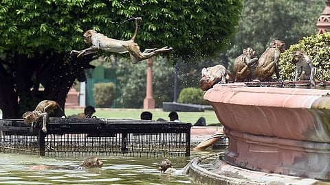 A monkey makes a desperate attempt to cool off during a hot afternoon in Delhi.