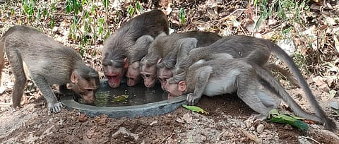 Sirumalai range alone has 20 troughs set up between the first hairpin bend and the tenth hairpin bend, which is devoid of agricultural land.