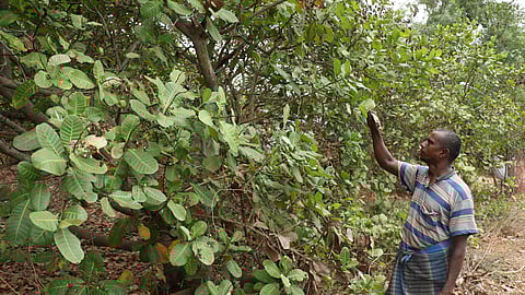 Cashew farmer