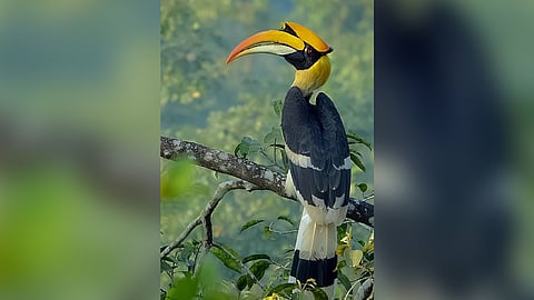 A photo of Great Hornbill which is on the verge of extinction.