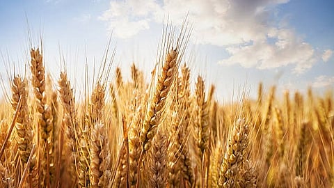 Representative image of wheat.