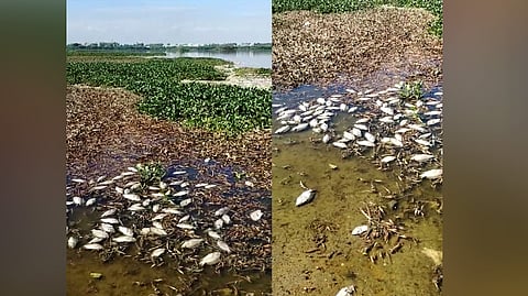 Dead fishes floating in Nanjarayan Bird Sanctuary near Tiruppur.