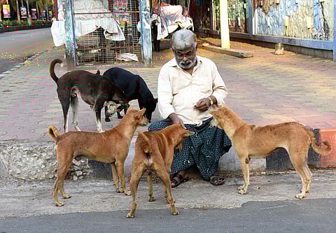 ‘Coexisting Champion’ drive to feed stray dogs