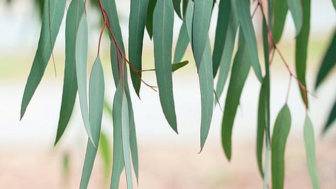 Exotic pulpwood species eucalyptus