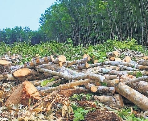 NGT notice to government over loss of 2.33 million hectares of tree cover in 2 decades