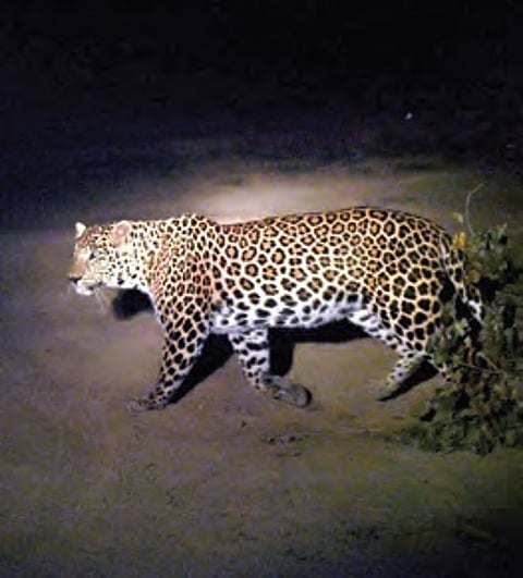 Recently, an incident of two leopards attacking deer near the G&C toll gate in Tirumala was reported.