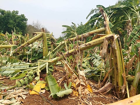 The farmers claimed that around 600 plantains, which were three months old were damaged by the elephant.