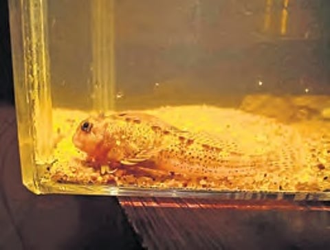 In a first, presence of Entomacrodus Thalassinus recorded in India