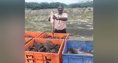 The African catfish or 'Theli', and tank cleaner fish, also known as Sucker mouth catfish