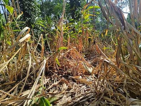A wilted cardamom plantation at Nedumkandam in Idukki