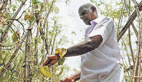K Ramasamy of Velayuthampalayam (in picture) says unlike other plantation crops, betel leaves are very tender in nature and they cannot endure this torrid summer