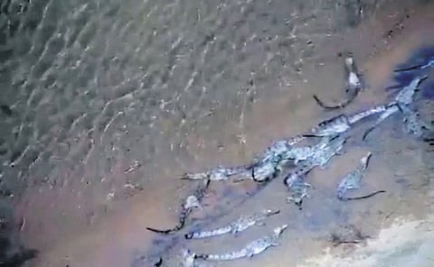 Mahanadi is the southernmost limit of gharials in India.