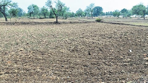Parched fields owing to lack of rainfall