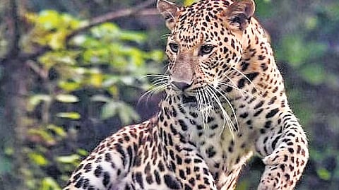 Leopard count dips amid rising cases of human-wildlife conflicts in Uttarakhand