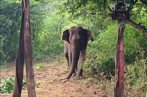 Bonai forest division on edge as man-elephant conflict boils over