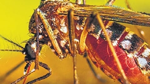 Inadequate sanitation is among the reasons for the spread of dengue