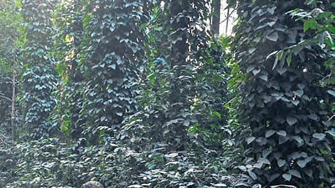 A coffee plantation in Araku