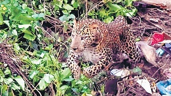 Leoprad Safari to start in Bannerghatta.