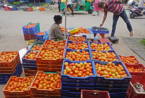 Even in Kolar, the demand is high for quality tomatoes as a large number of farmers had not taken up tomato farming as prices were falling steeply over the last four months
