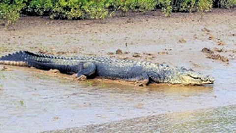 Image used for representational purposes only.