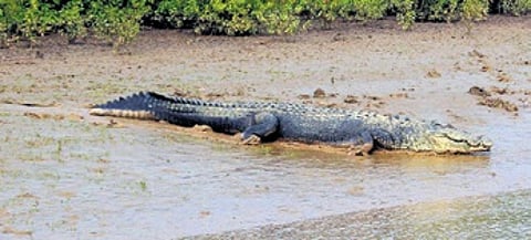 Sources said Sanatan was attacked by the crocodile when he was taking bath in the river in morning.
