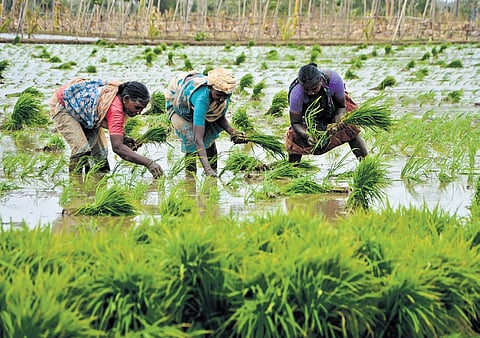File picture of farmers planting paddy in a field