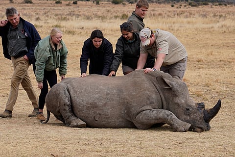 A sedated rhino is prepared to be tranquilized, before a hole is drilled into its horn and isotopes carefully inserted.