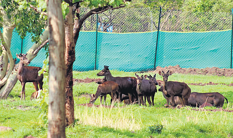 The incident of dog attacks on deer has increased from the past six months.