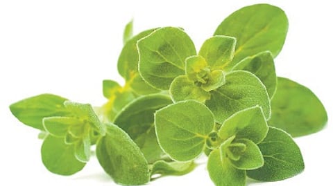 Oregano isn’t just about taste. Its oil is known for its carminative, stomachic, diuretic, and diaphoretic properties, making it a go-to remedy for ailments like whooping cough and bronchitis