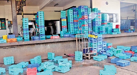 KMF procures 99 lakh litres of milk daily.