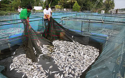 The river is polluted by various sources which accumulate at all regulators.