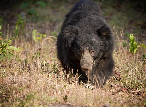 Sloth bear representative Image