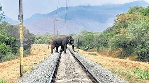 Already, subways have been constructed and railway tracks have been fenced using old rails in the Madukkarai forest to prevent elephants from getting hit by trains.