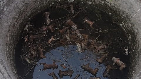 32 monkeys tragically drown in a well while attempting to escape the intense heat near Sorath jungles of Palamu.