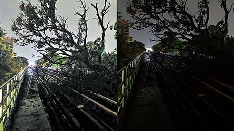 The tree that fell on the Metro rail tracks in Bengaluru on Sunday.
