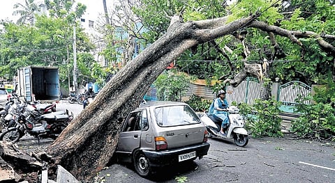 An uprooted tree lands on a car, damaging it, after a heavy downpour in NR Colony, Bengaluru, on Monday