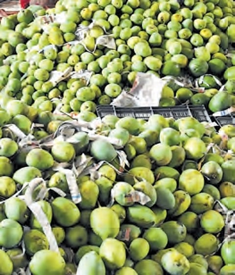 Chittoor is renowned for its mango varieties, particularly the Totapuri, which is a staple for the local pulp industry.